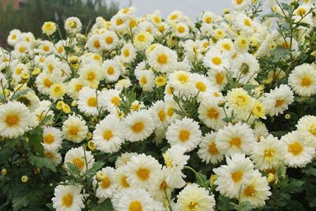 1540090134260576.jpg 菊花.jpg