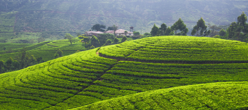 綠洲懷藥三項(xiàng)農(nóng)產(chǎn)品被納入全國名特優(yōu)新農(nóng)產(chǎn)品